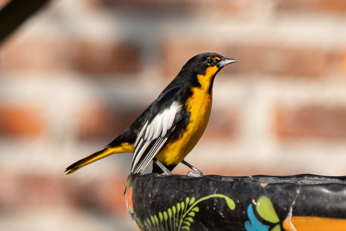 Bullock's Oriole - ML643836013