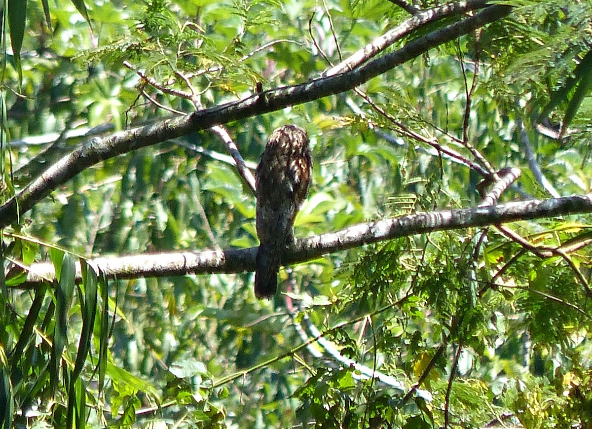 Common Potoo - ML643836014