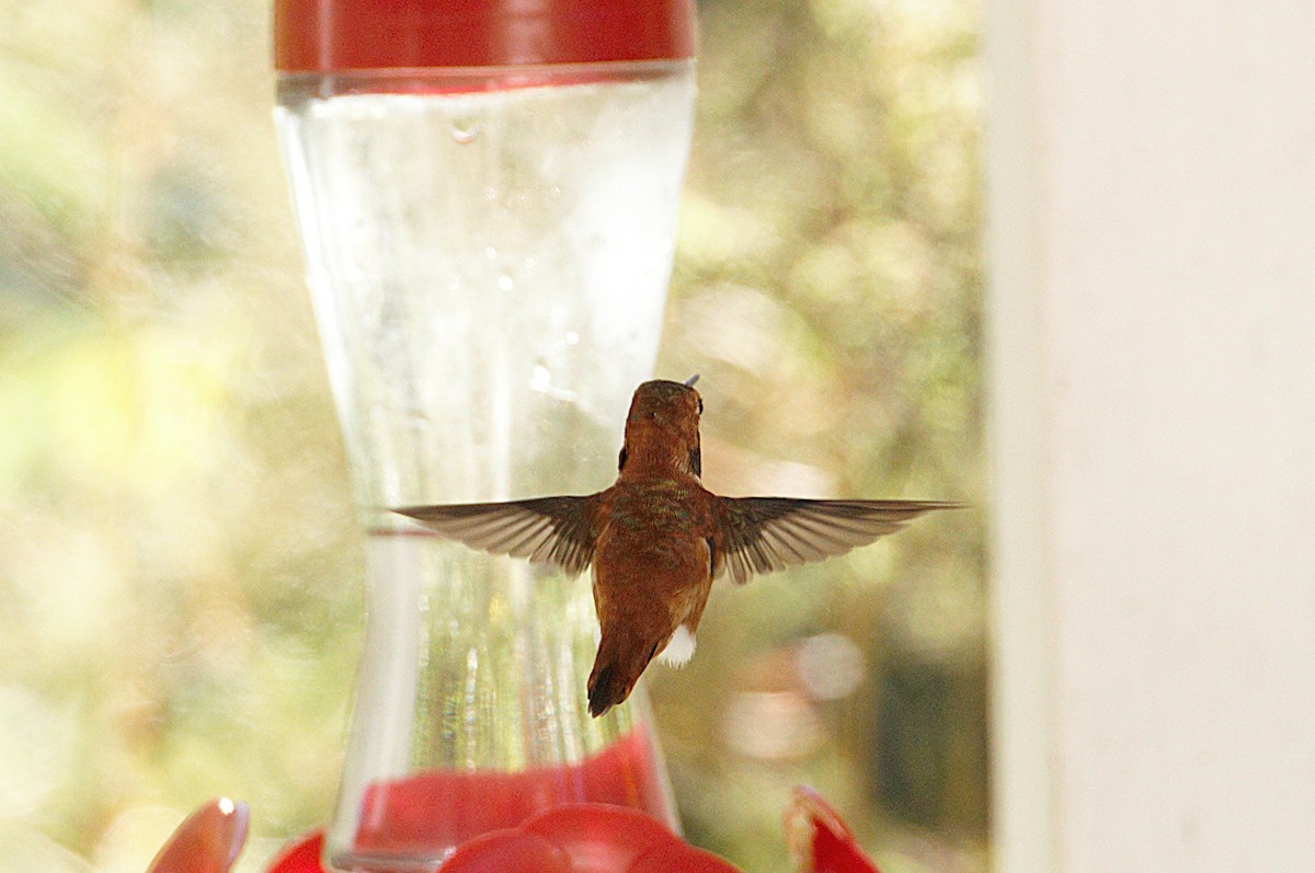 Rufous Hummingbird - ML643836017