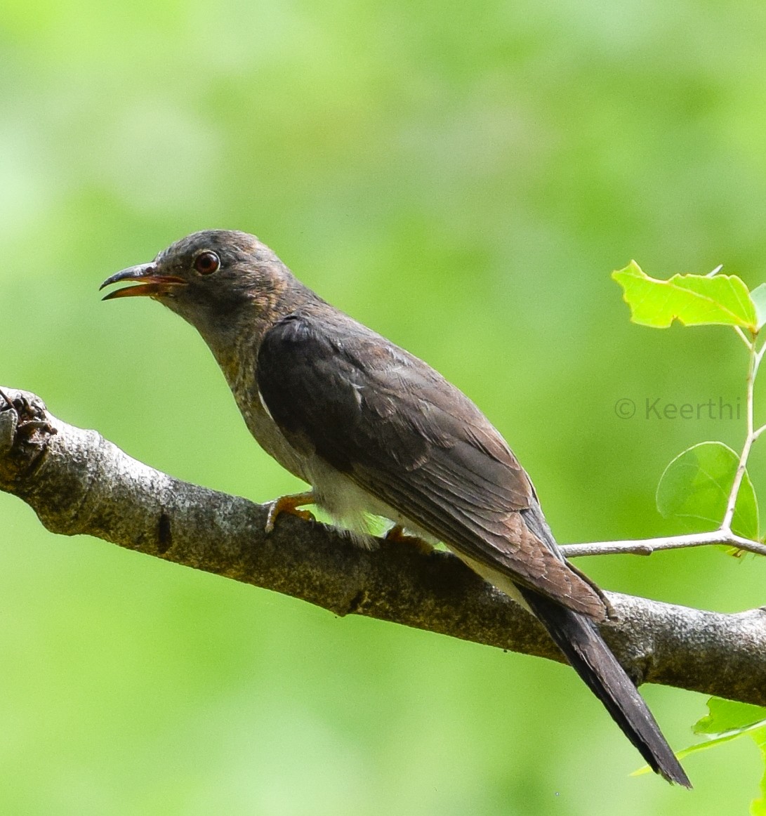 Gray-bellied Cuckoo - ML643836038
