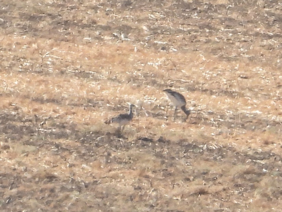 Great Bustard - ML643836051