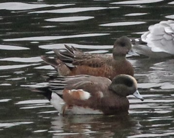 American Wigeon - ML643836054