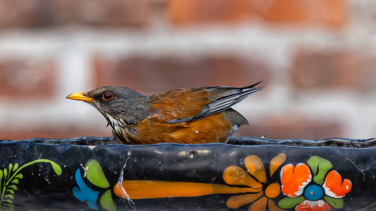 Rufous-backed Robin - ML643836074