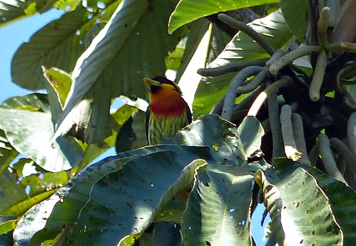 Lemon-throated Barbet - ML643836077