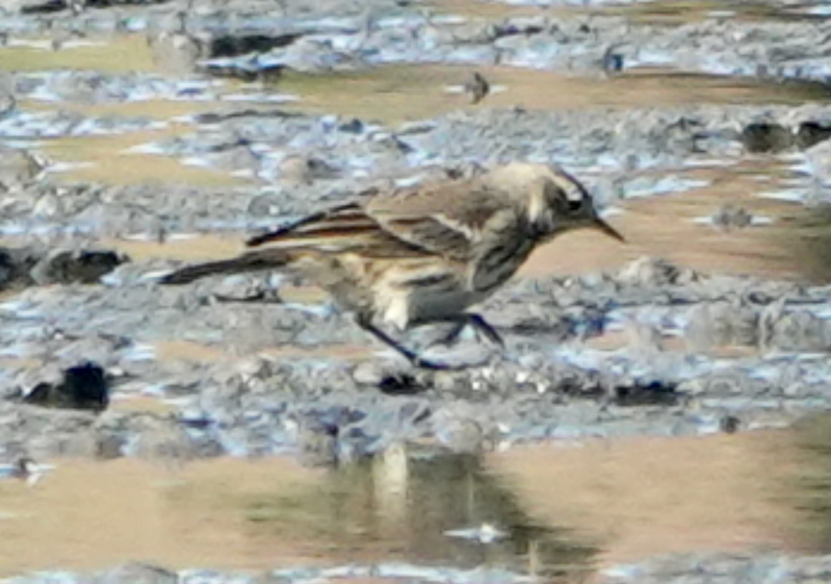 American Pipit - ML643836105