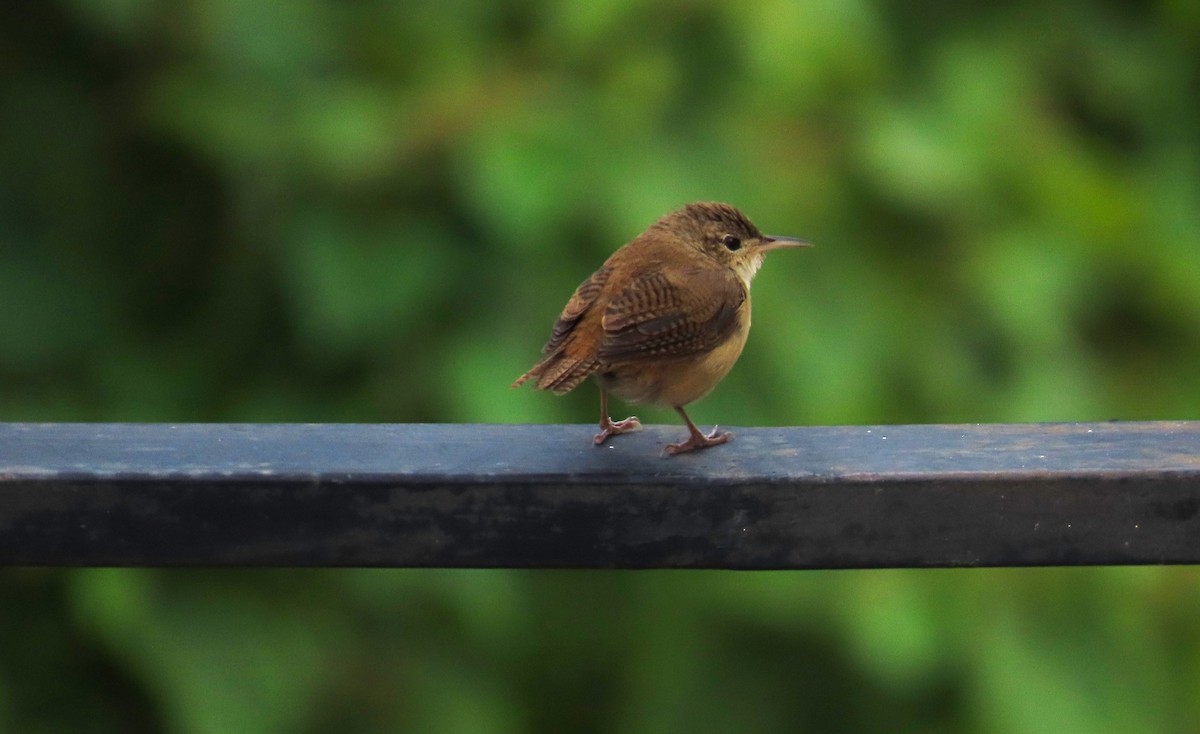 Southern House Wren - ML643836114