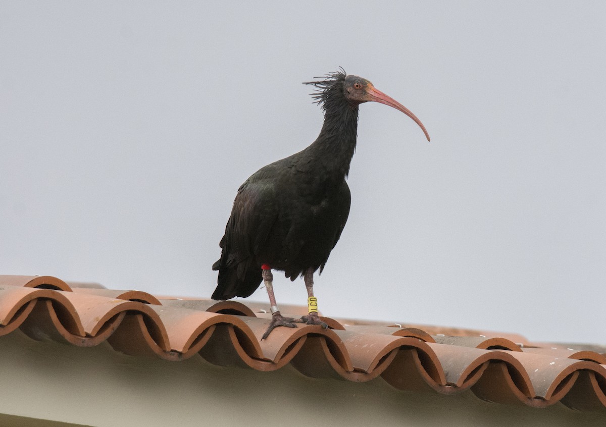 Northern Bald Ibis - ML643836161