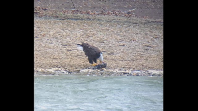 Pygargue à tête blanche - ML643836232