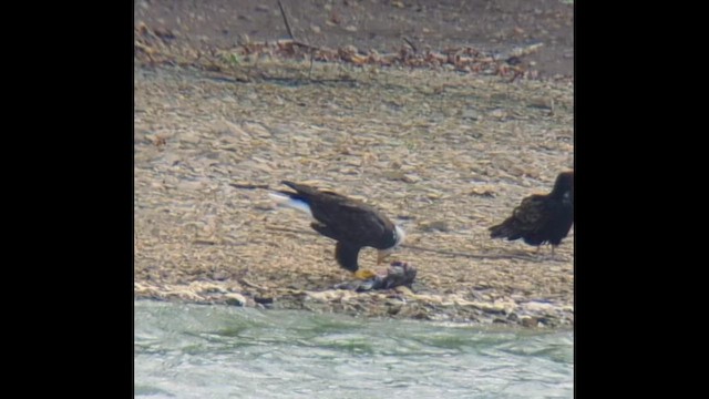 Pygargue à tête blanche - ML643836233