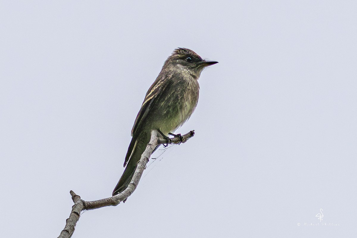Western Wood-Pewee - ML643836258