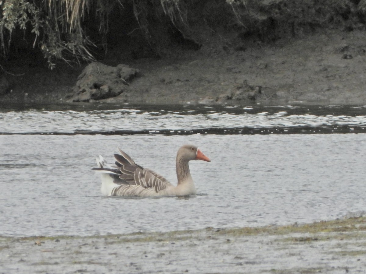 Graylag Goose - ML643836259