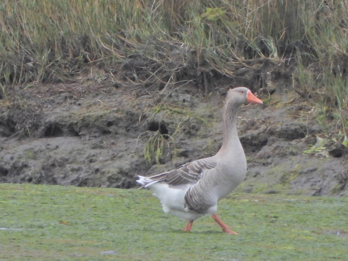Graylag Goose - ML643836261