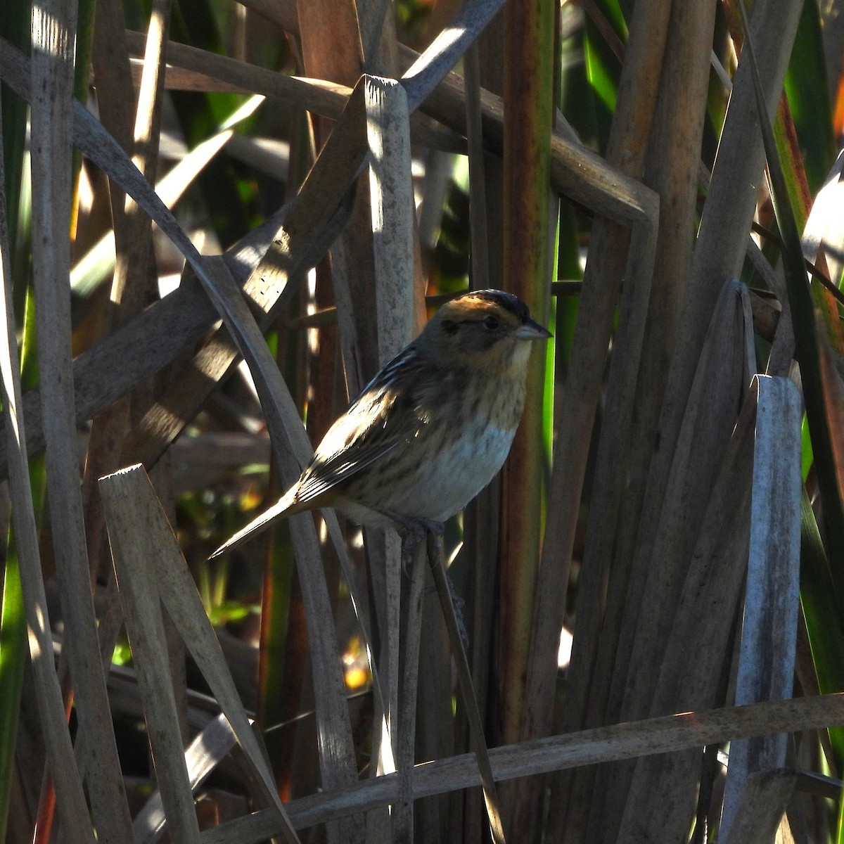Nelson's Sparrow - ML643836285