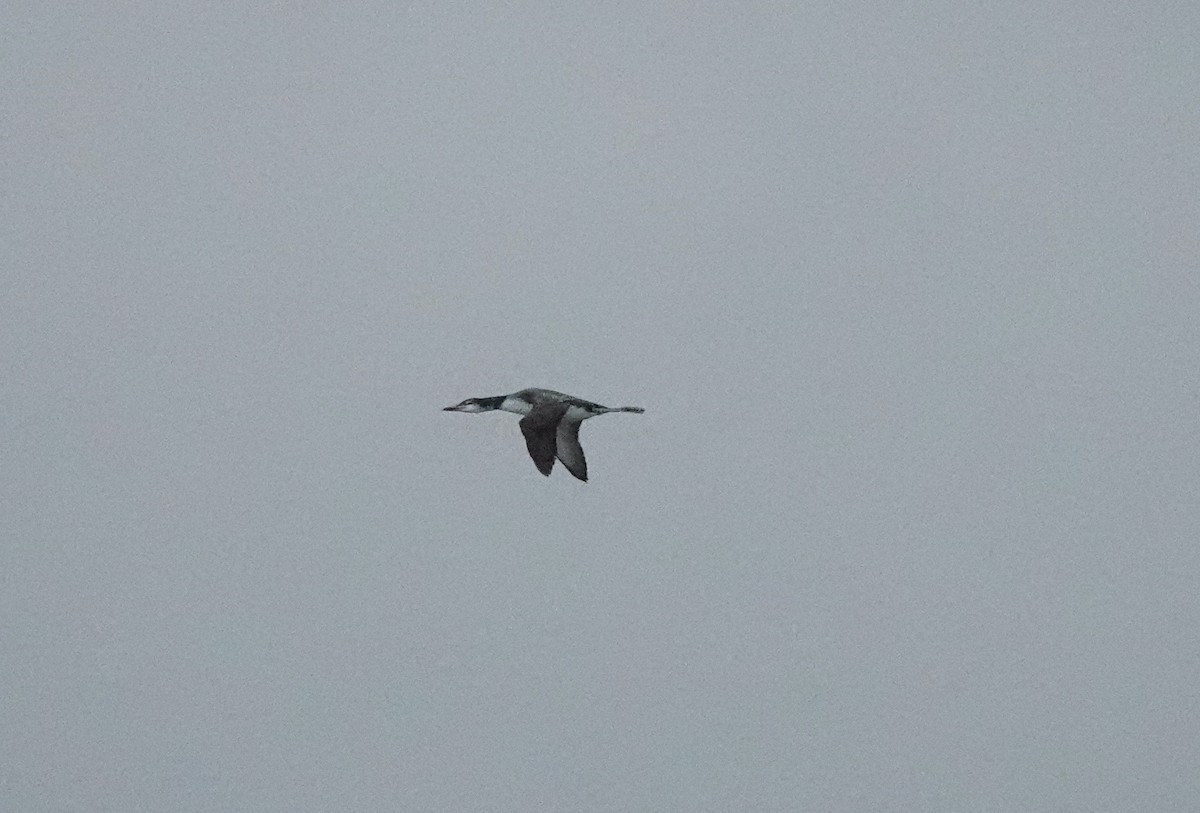 Common Loon - ML643836317