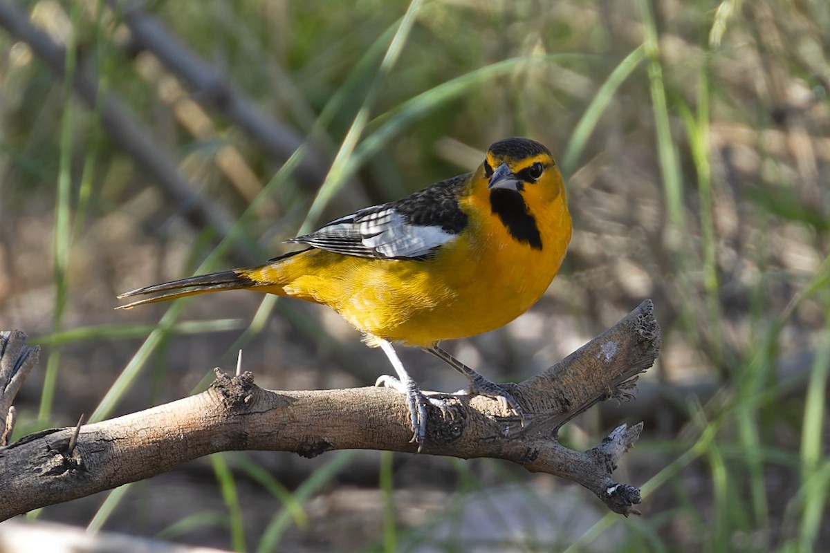 Bullock's Oriole - ML643836322