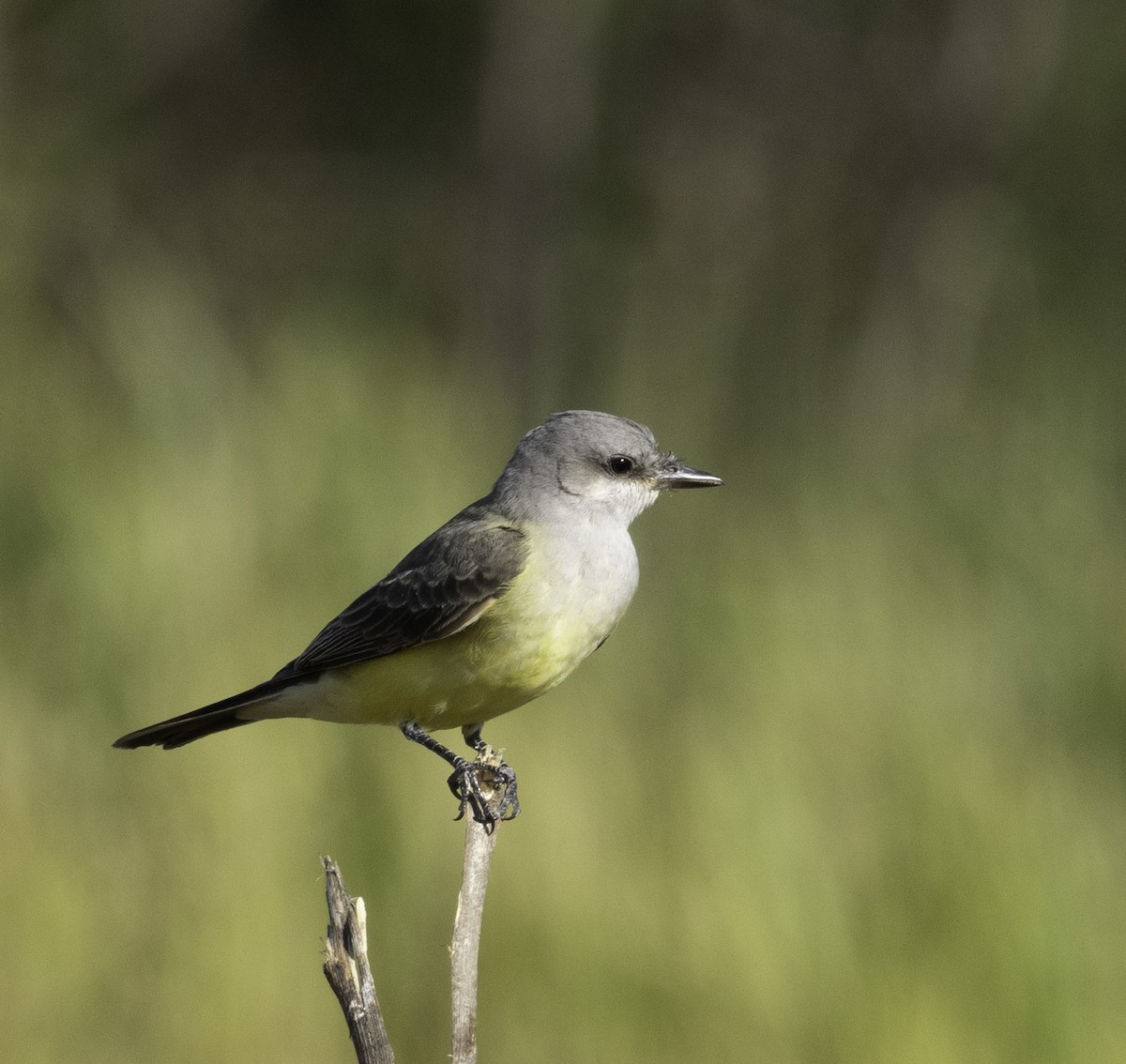 Western Kingbird - ML643836333
