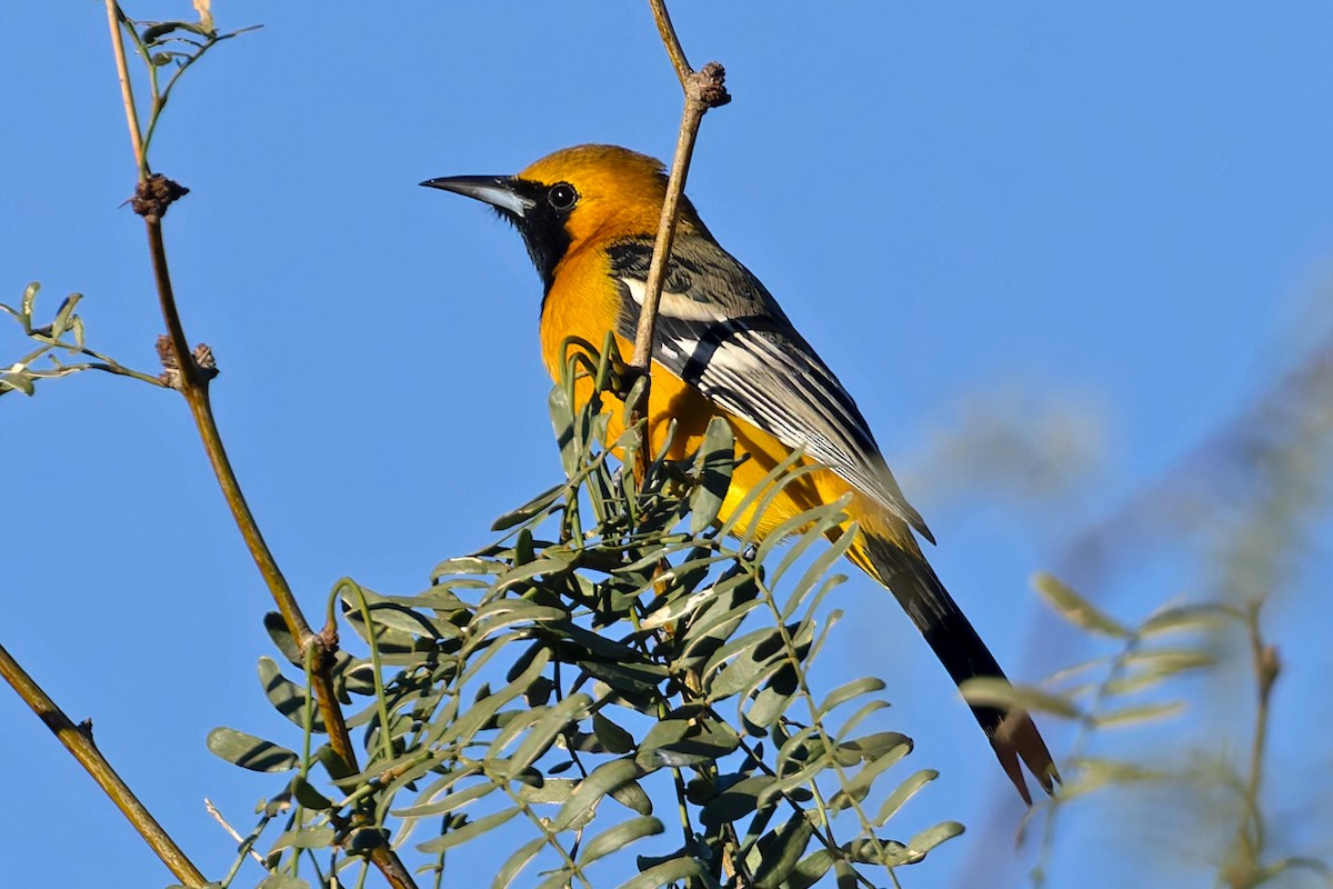 Hooded Oriole - ML643836343