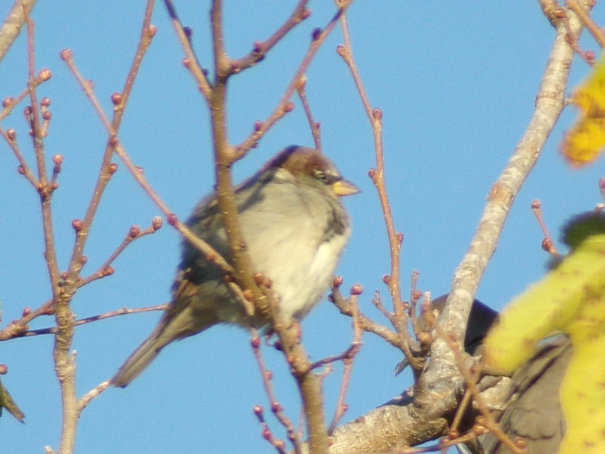 House Sparrow - ML643836345