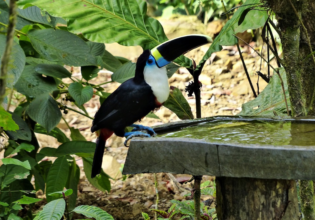 White-throated Toucan - ML643836370