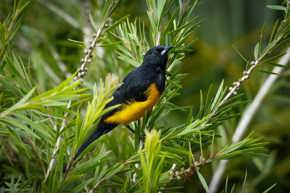 Black-vented Oriole - ML643836402