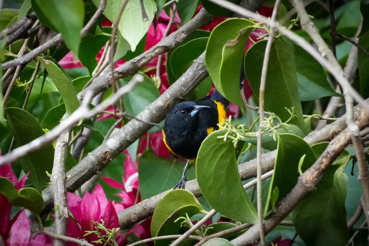 Black-vented Oriole - ML643836403