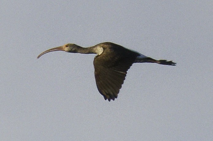 White Ibis - ML643836425