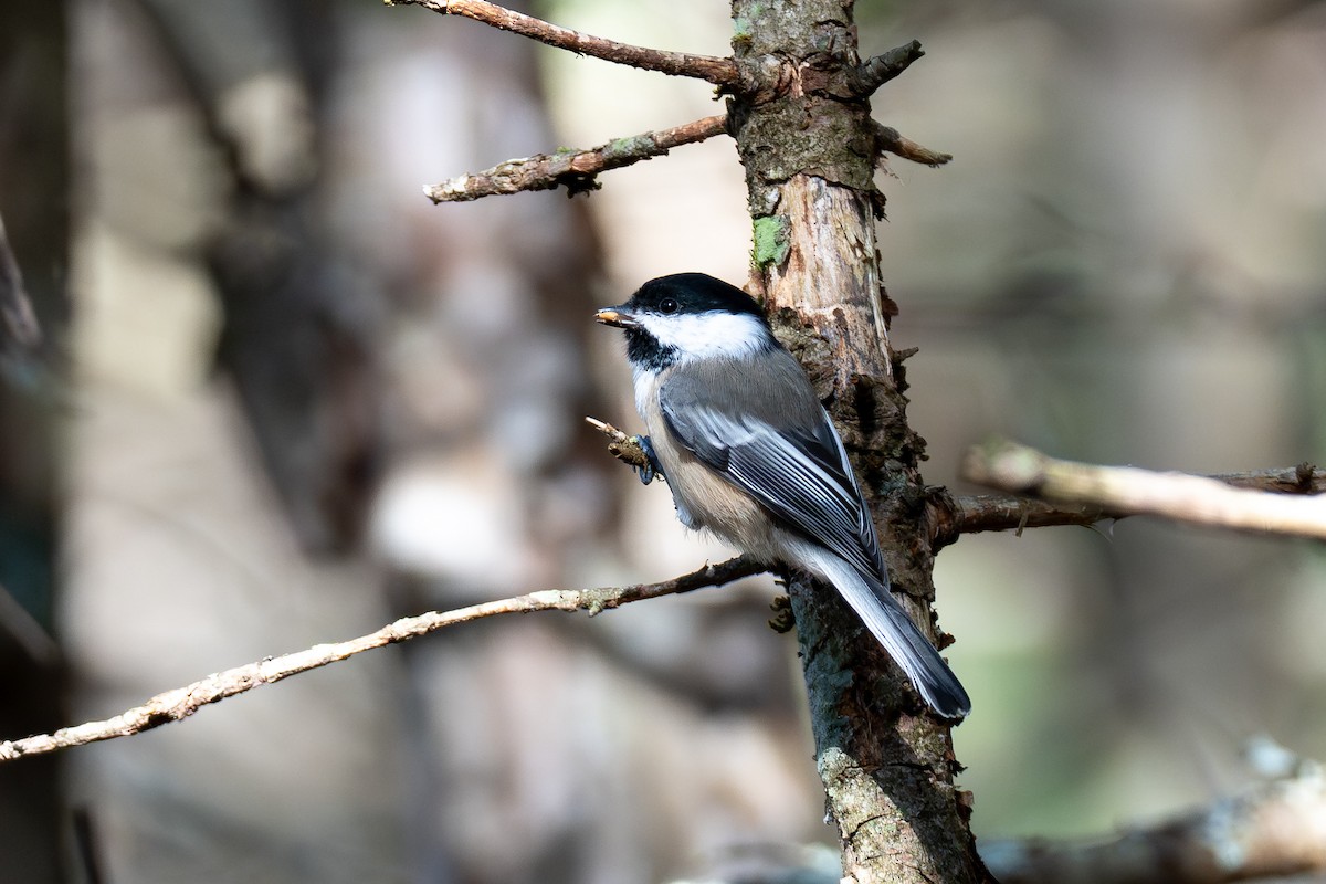 Black-capped Chickadee - ML643836427