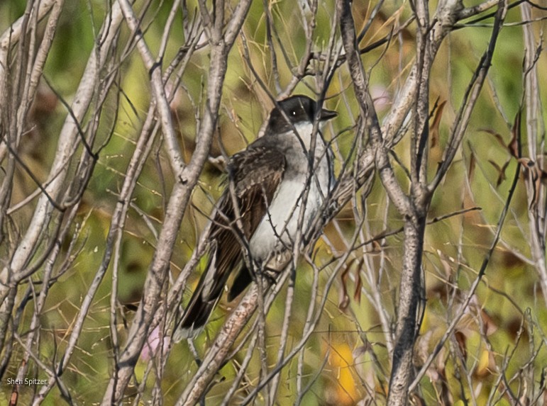 טירן מזרחי - ML643836434