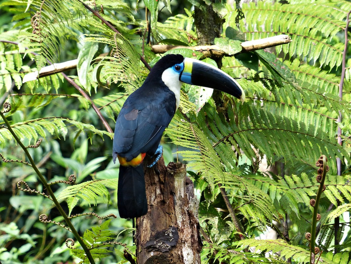 White-throated Toucan - ML643836451