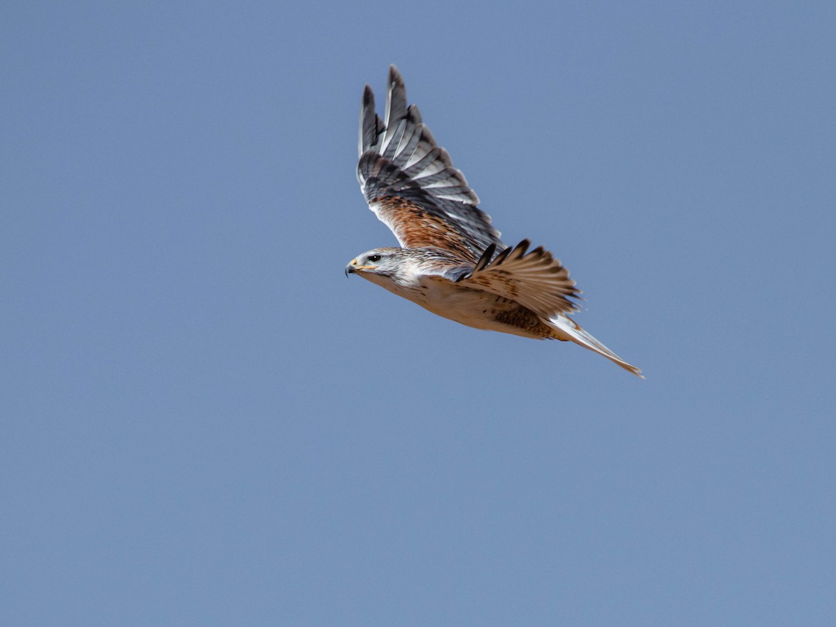 Ferruginous Hawk - ML643836478