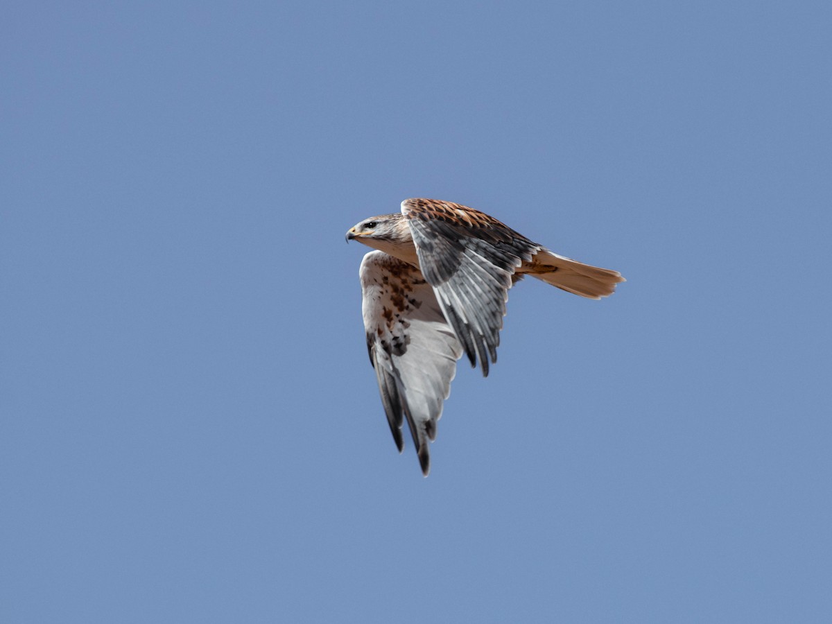 Ferruginous Hawk - ML643836479