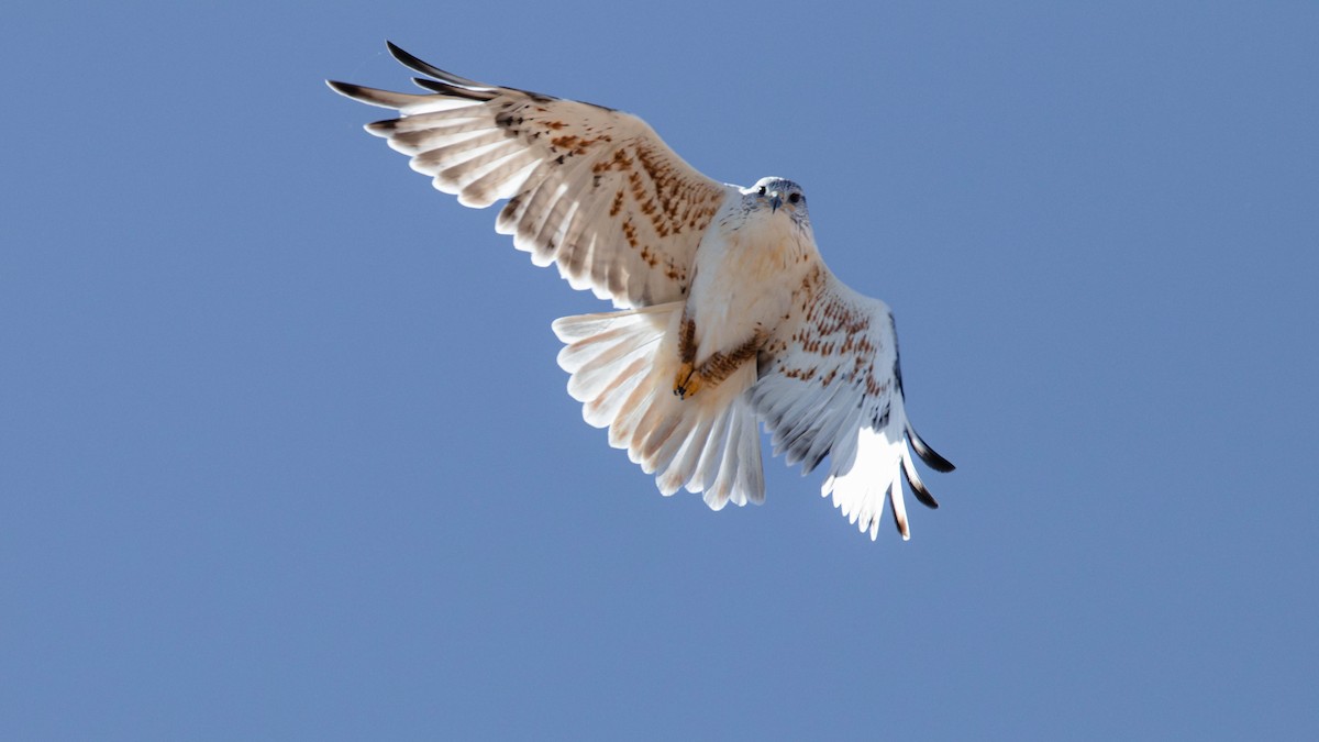 Ferruginous Hawk - ML643836480