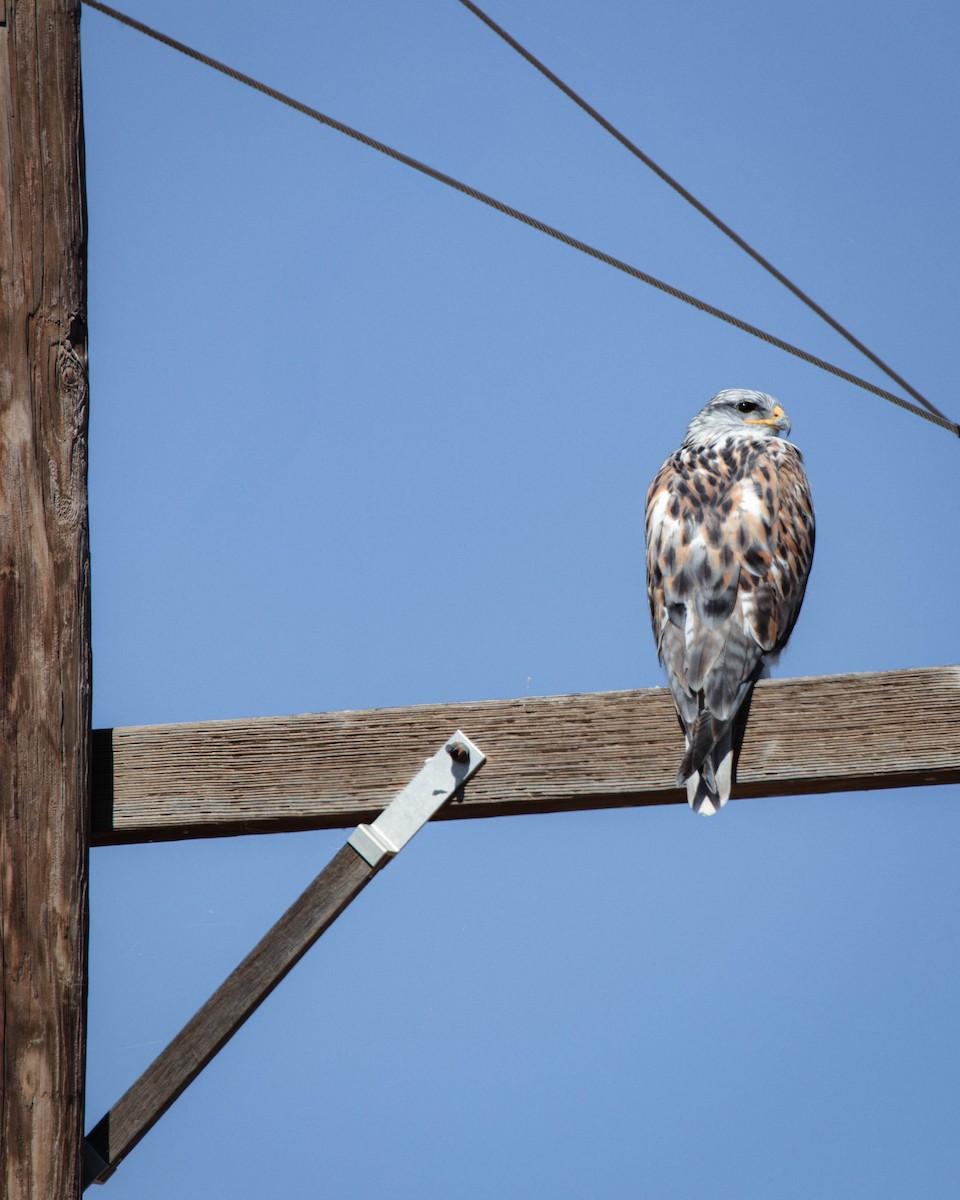 Ferruginous Hawk - ML643836481