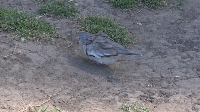 Colombe picui - ML643836482