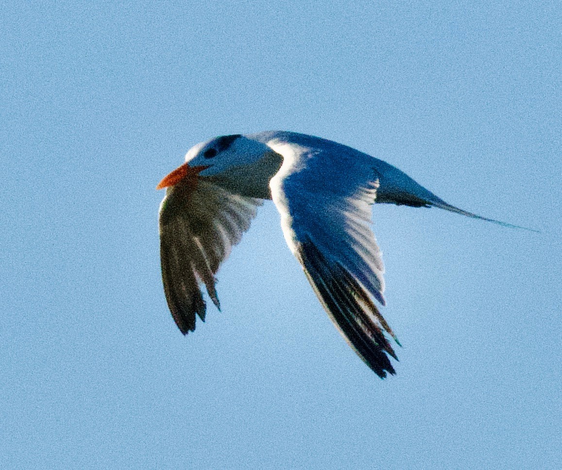 Royal Tern - ML643836487