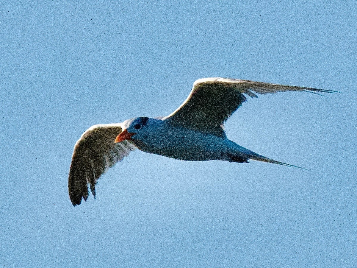 Royal Tern - ML643836488