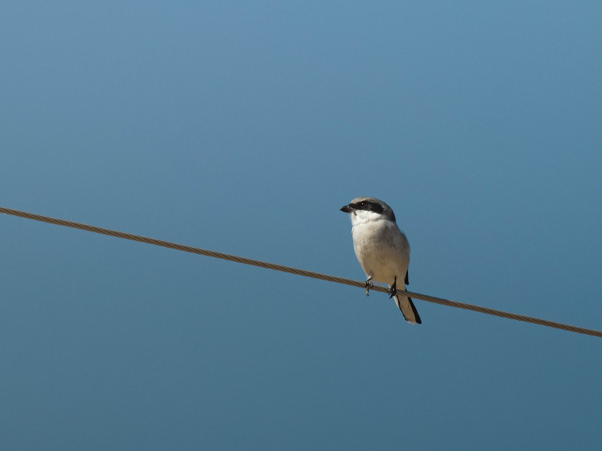 Loggerhead Shrike - ML643836489