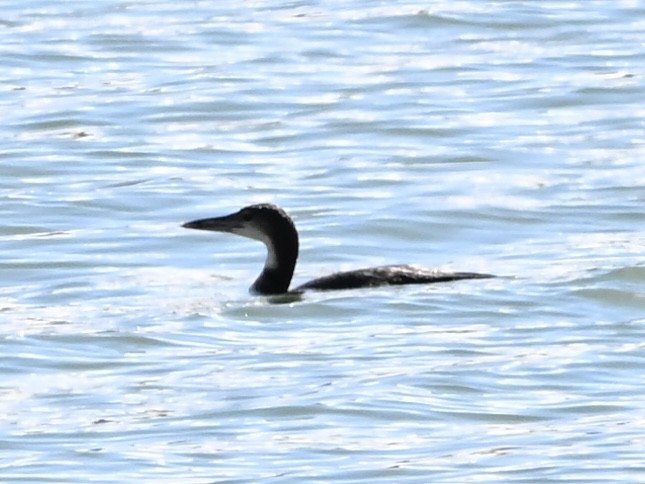 Common Loon - ML643836492