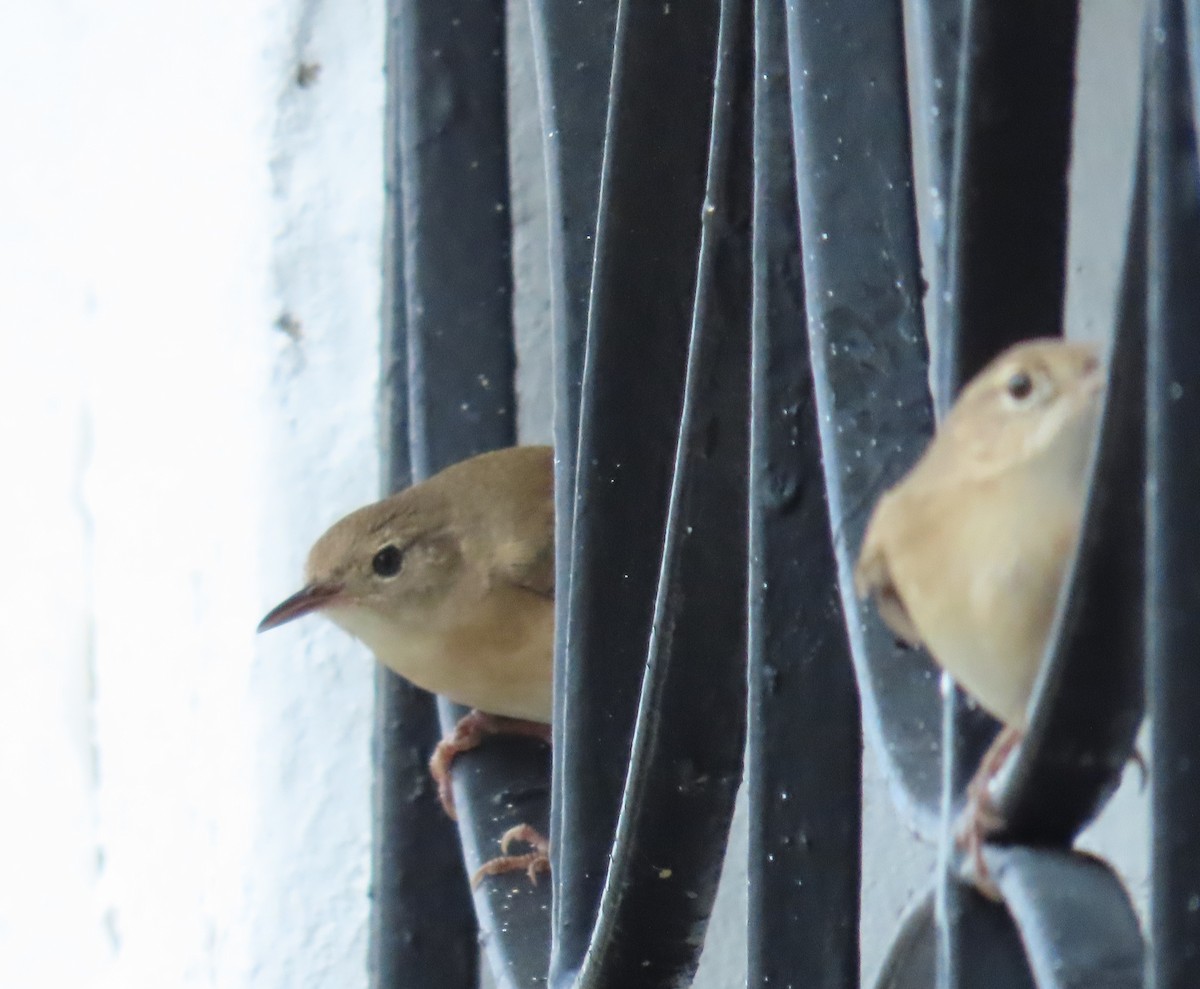 Southern House Wren - ML643836501