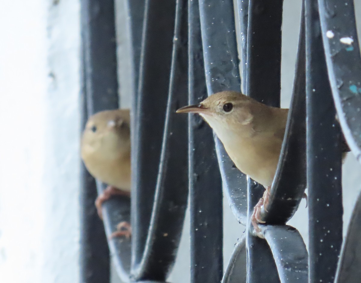 Southern House Wren - ML643836502