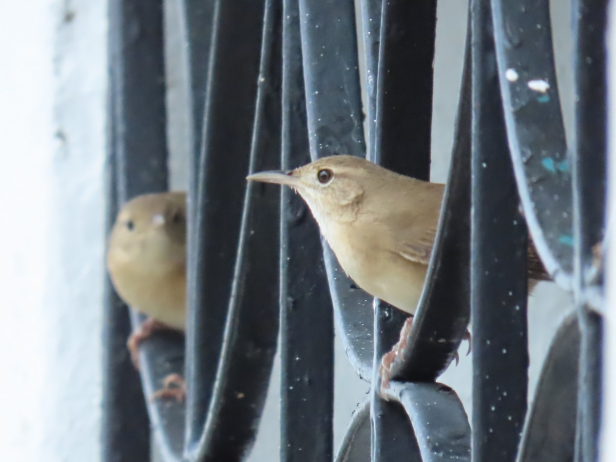 Southern House Wren - ML643836503