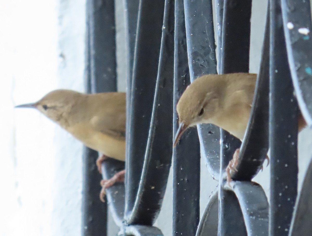 Southern House Wren - ML643836504