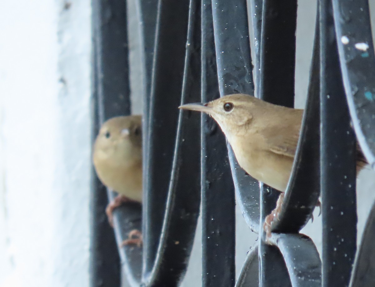 Southern House Wren - ML643836505