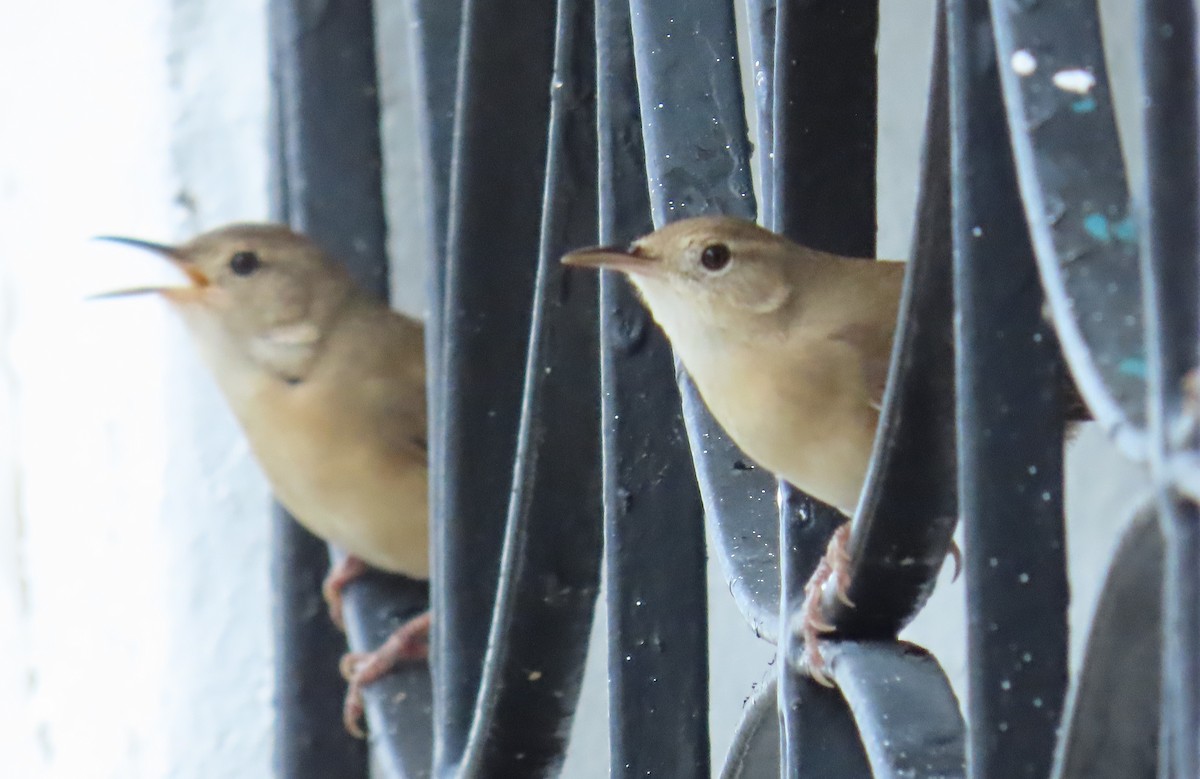 Southern House Wren - ML643836506