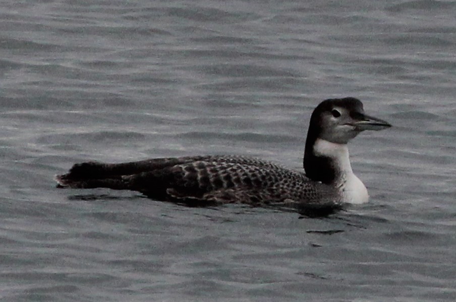 Common Loon - ML643836514