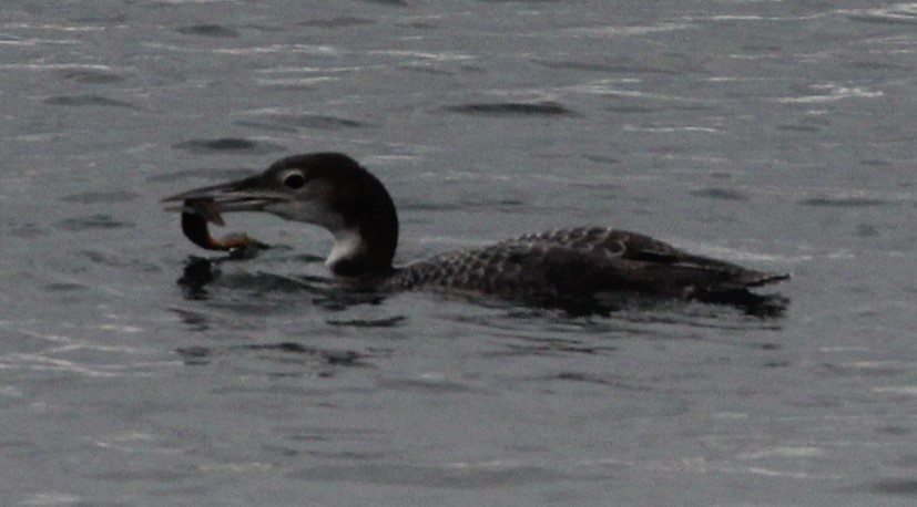 Common Loon - ML643836528