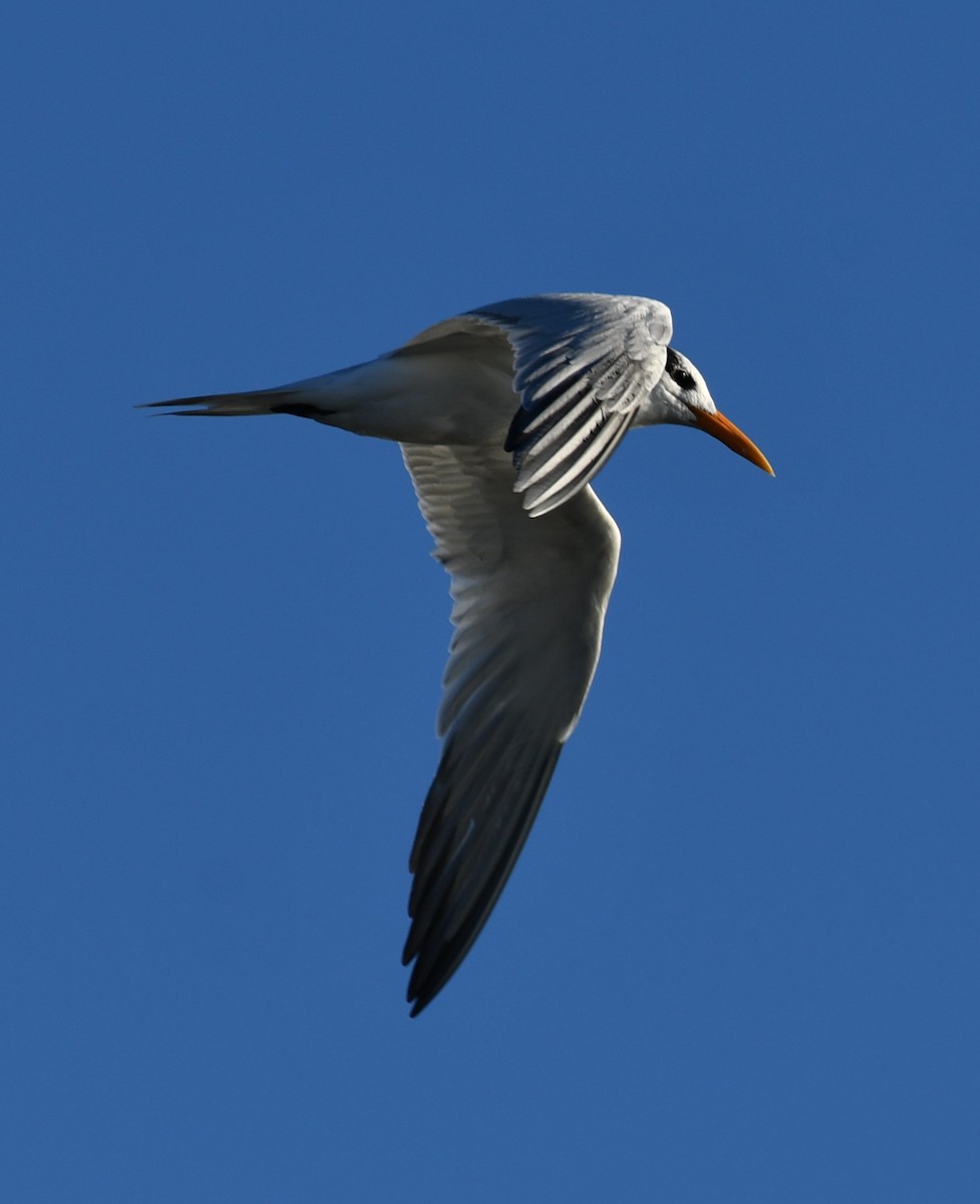 Royal Tern - ML643836535