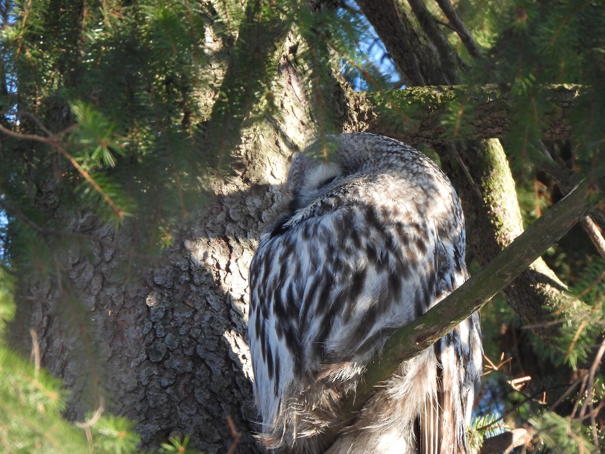 Great Gray Owl - ML643836543