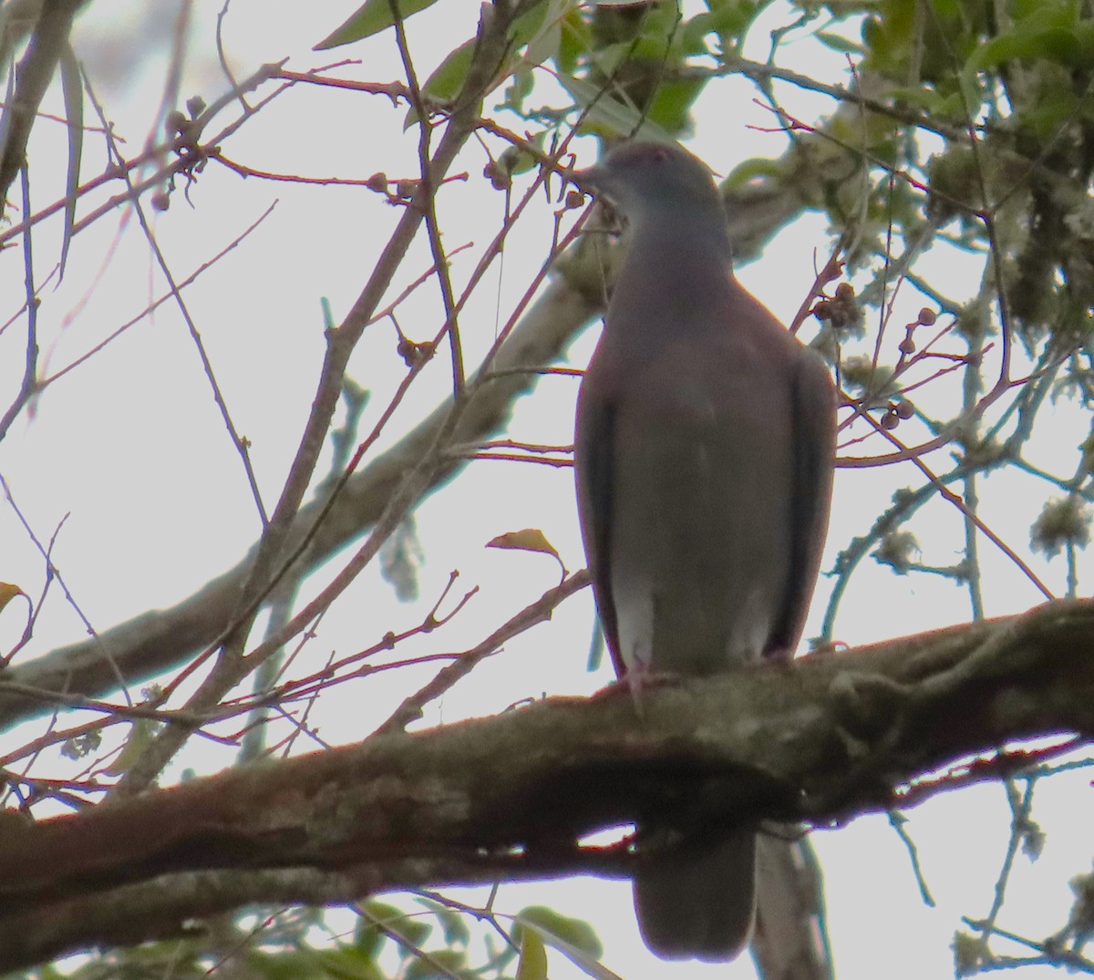 Pale-vented Pigeon - ML643836553