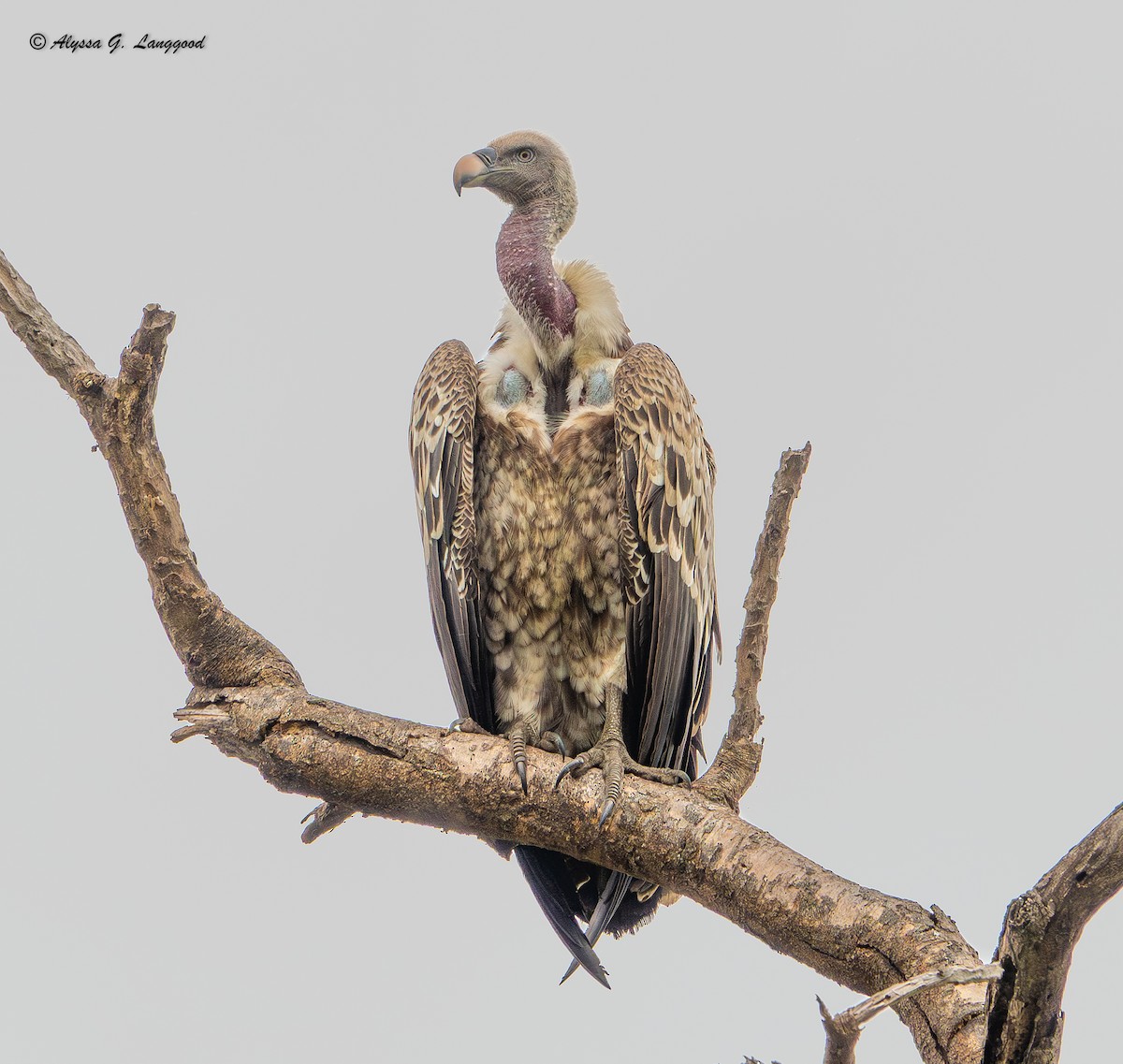 Rüppell's Griffon - ML643836554